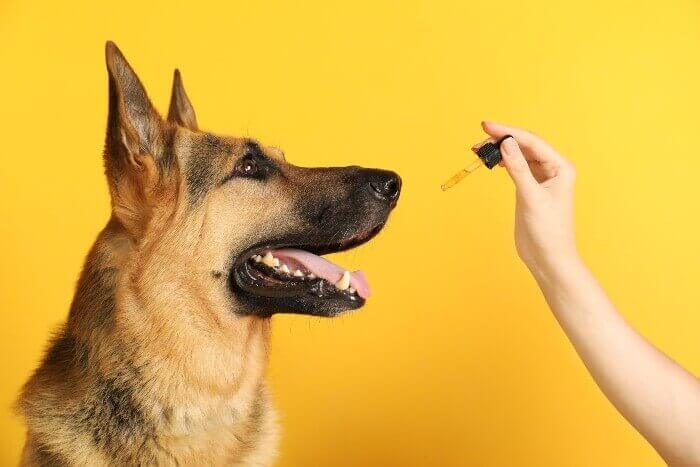 A Guide to Dog CBD Products | Dog Food Advisor