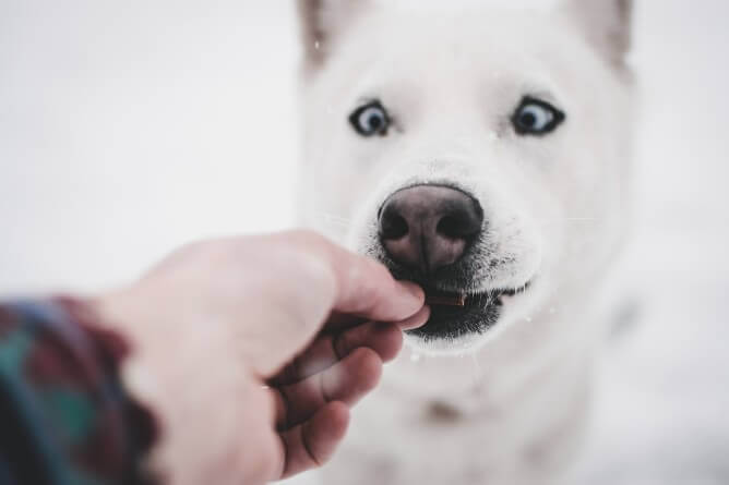 feeding dog treat