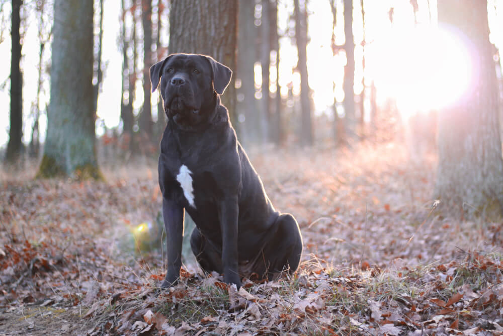 Best Dog Food For <strong>Cane Corsos</strong>