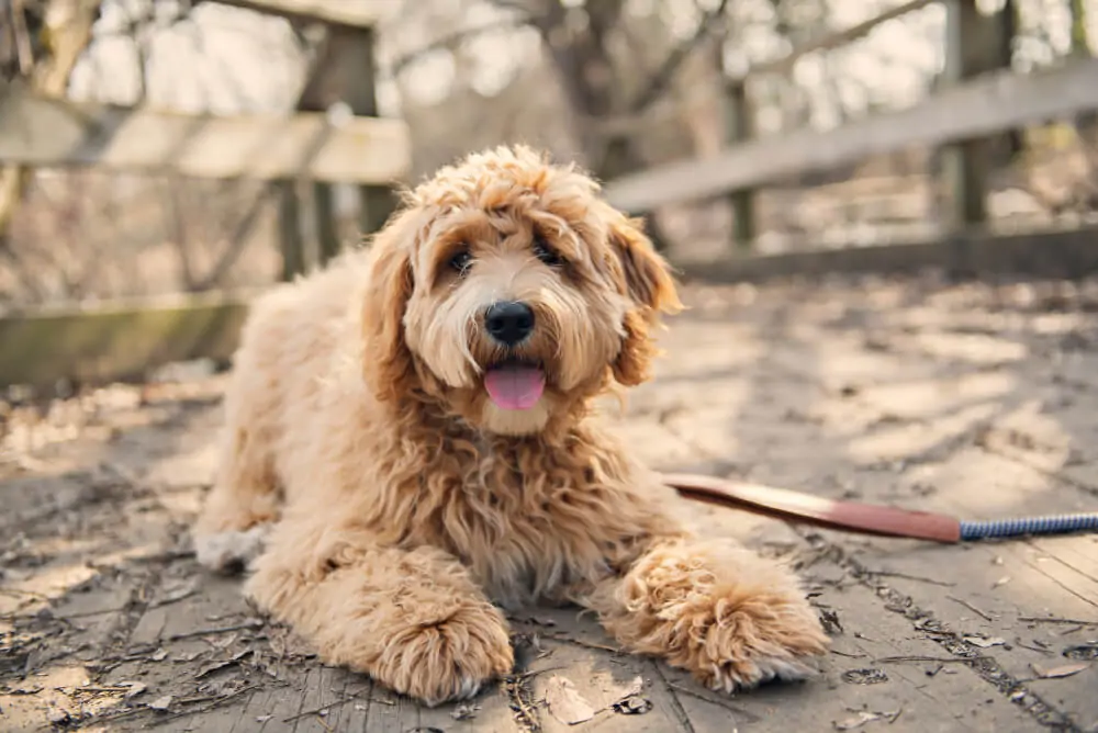 Best Dog Food For <strong>Labradoodles</strong>