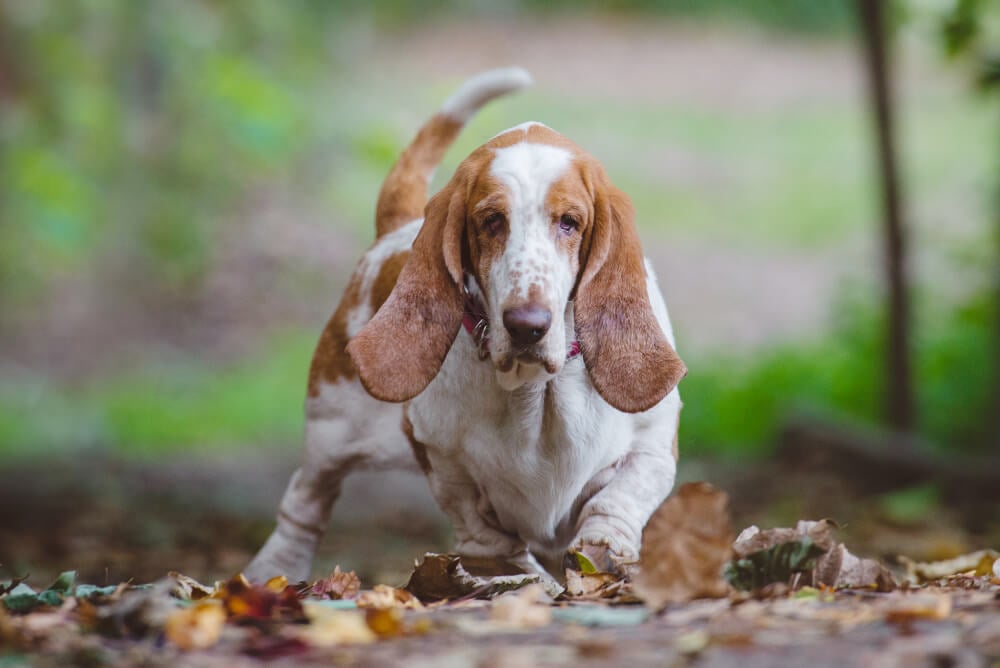 Best Dog Food for <strong>Basset Hounds</strong>