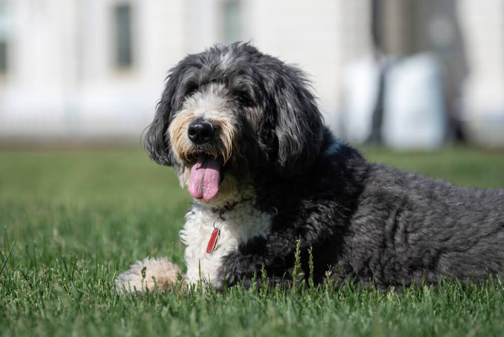 Best Dog Food for <strong>Bernedoodles</strong>