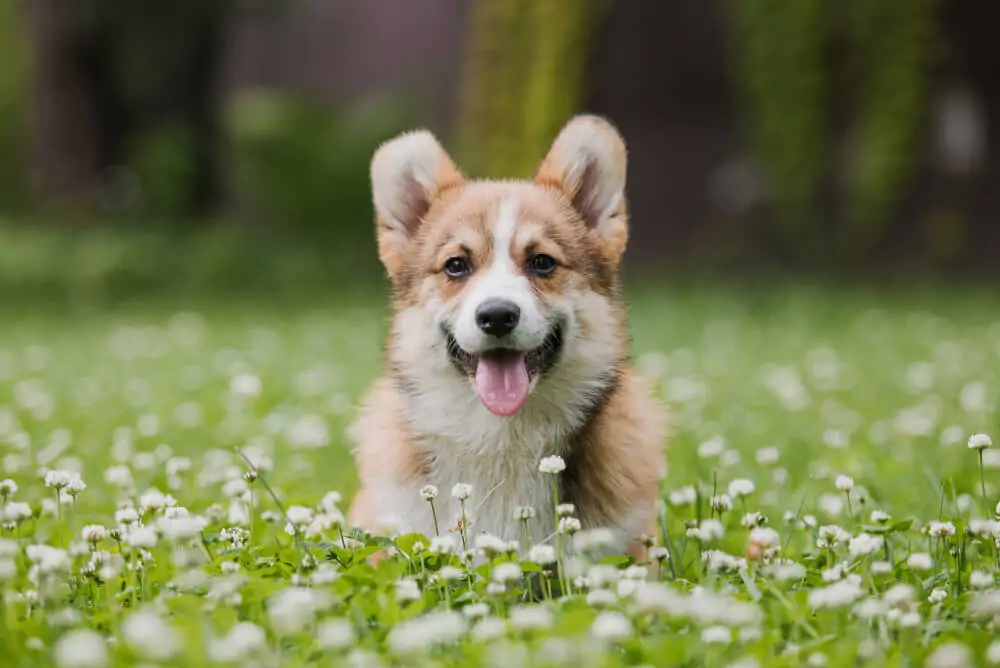 Best Dog Food for <strong>Corgis</strong>