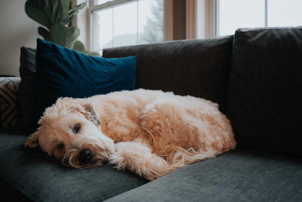 Best Dog Food for <strong>Diarrhea</strong>