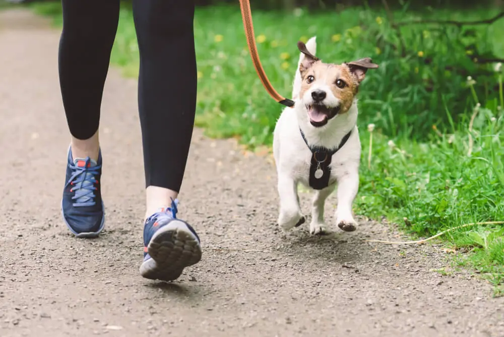 Best Dog Food for <strong>Heart Health</strong>