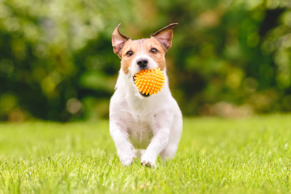 Best Dog Food for <strong>Jack Russells</strong>