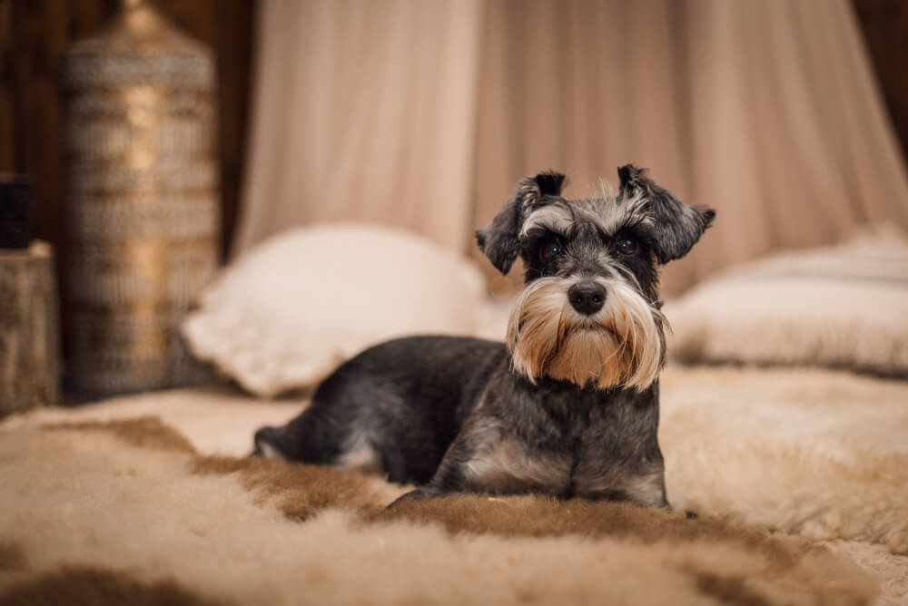 Best Dog Food for <strong>Miniature Schnauzers</strong>