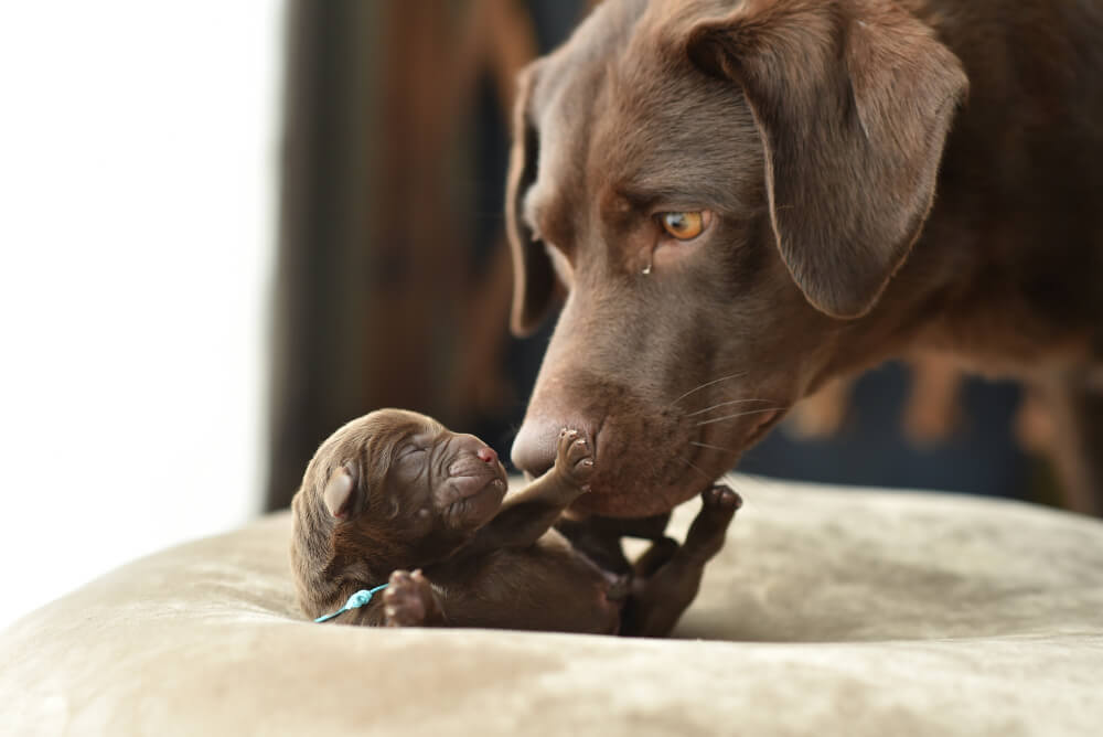 Best Dog Food for <strong>Nursing Dogs</strong>