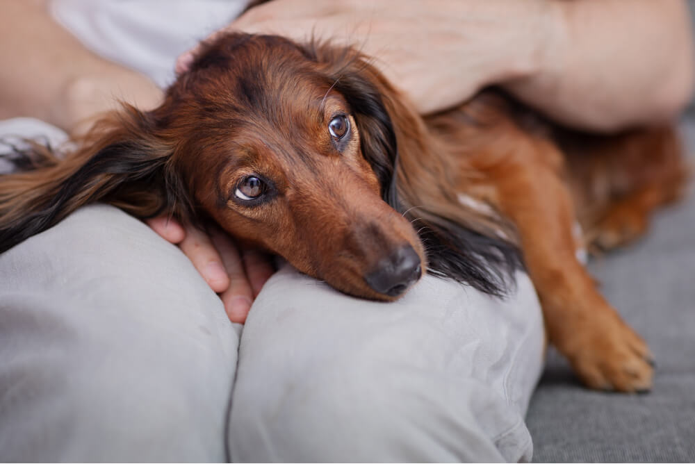 Best Dog Food for <strong>Pancreatitis</strong>