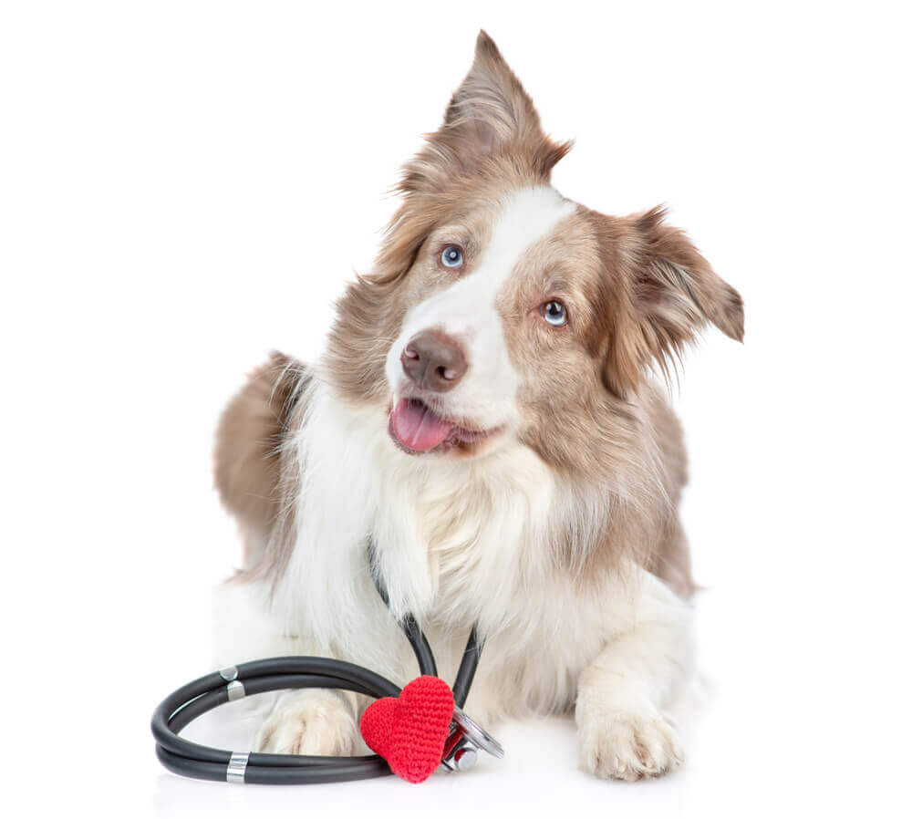 Best Dog Food for Heart Health Dog Food Advisor