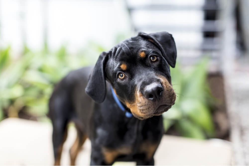 Best Dog Food For <strong>Rottweiler Puppies</strong>