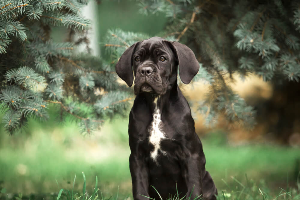 Best Dog Food for <strong>Cane Corso Puppies</strong>