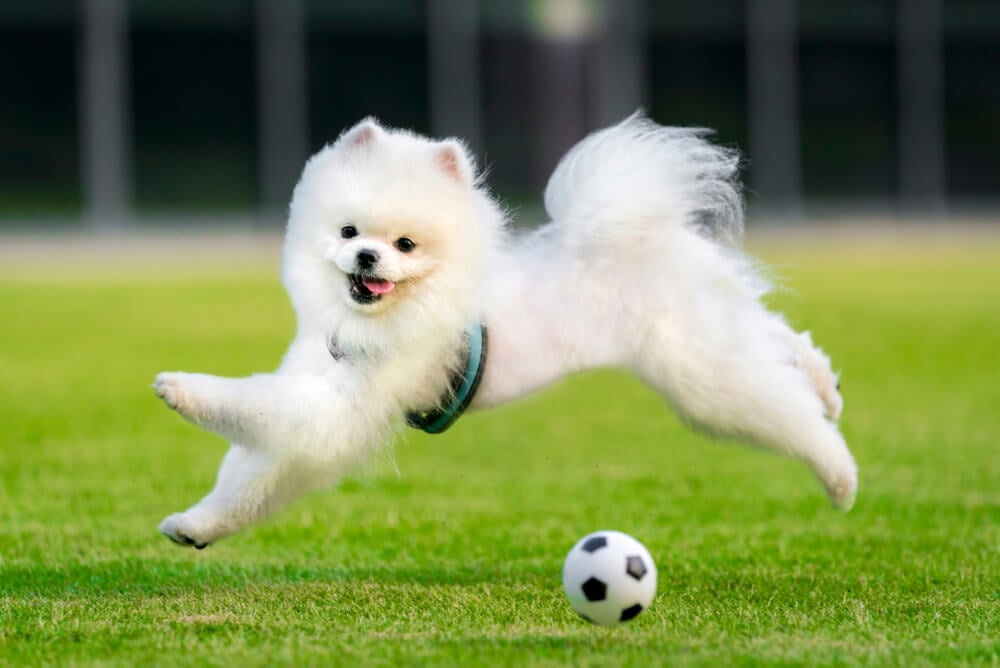 Best Dog Food for <strong>Pomeranians</strong>