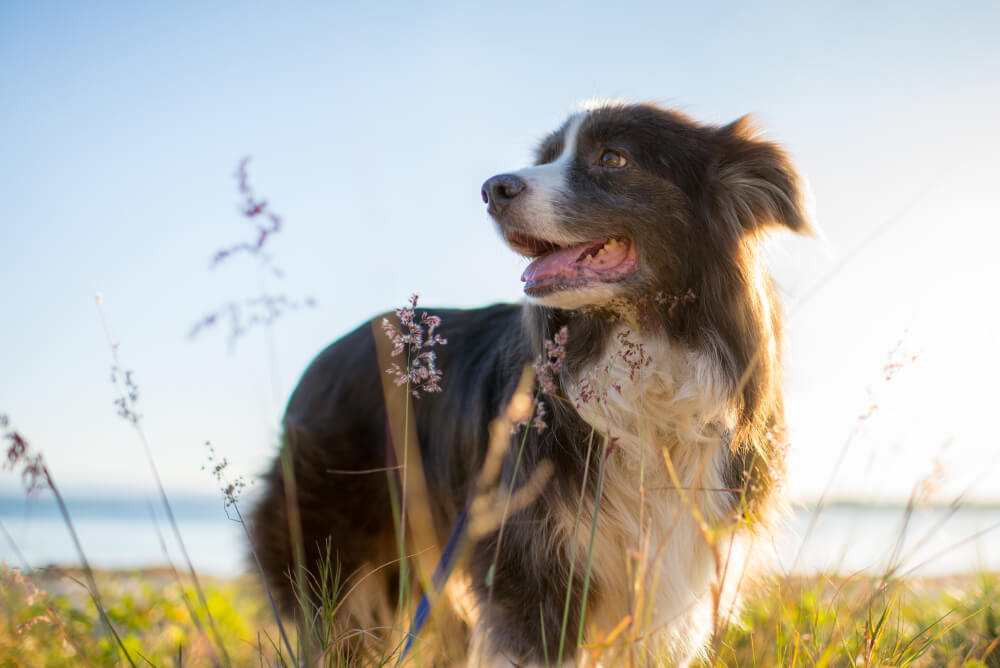 Best <strong>Vegetarian</strong> Dog Food