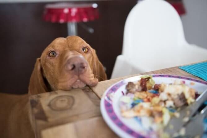 dog begging for food 