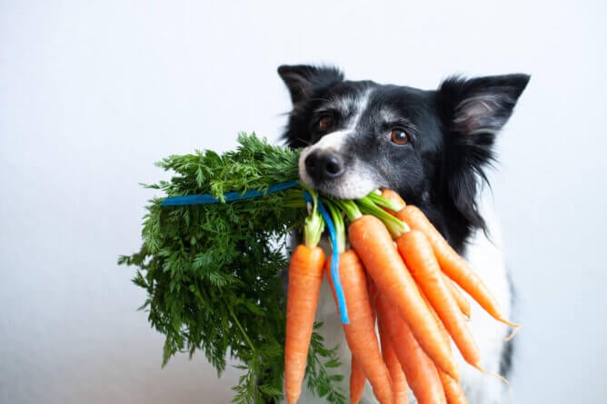 Dog with carrots