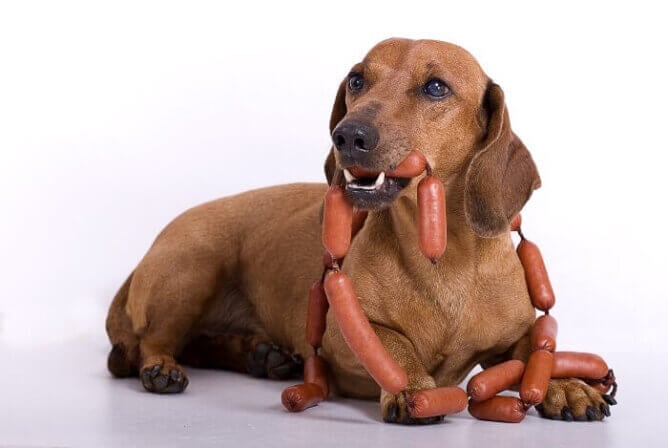 Dog with string of sausages