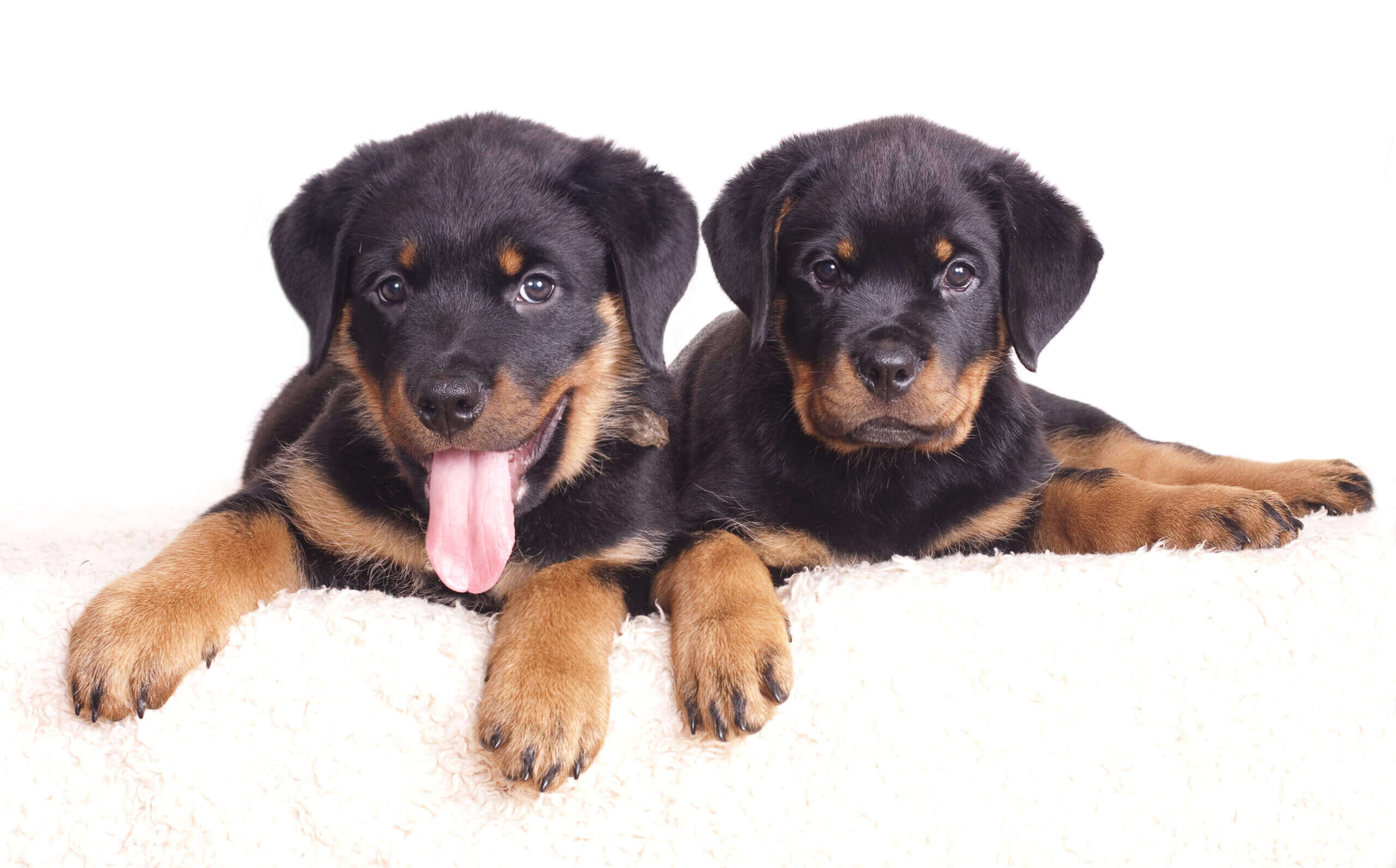Two rottweiler puppies