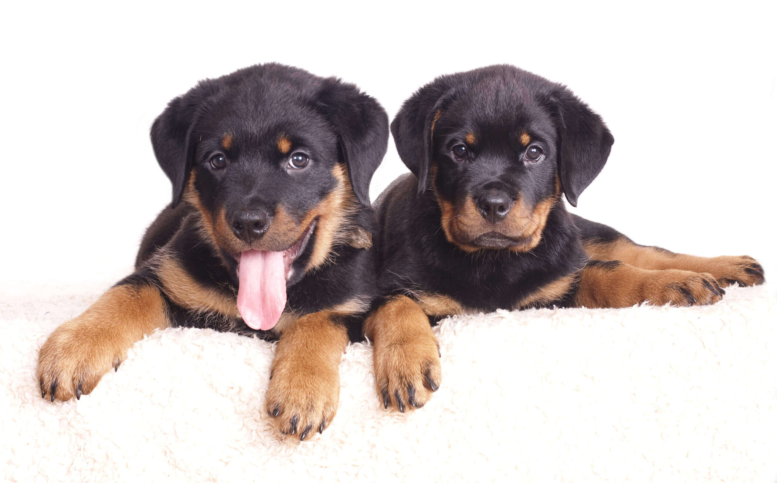 https://www.dogfoodadvisor.com/wp-content/uploads/2023/08/rottweiler-puppies.jpeg