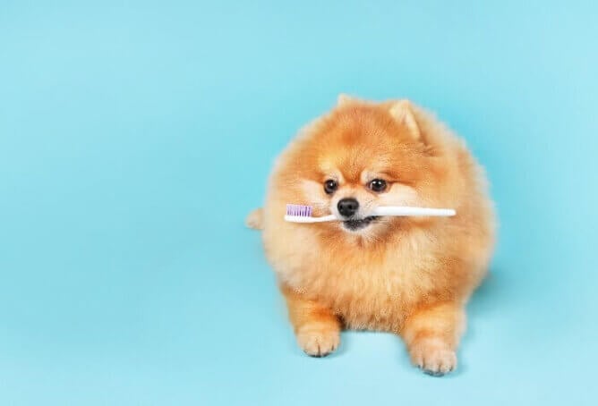 Small dog with toothbrush in its mouth