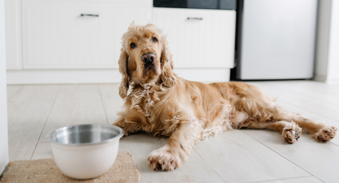 All 4-Star and 5-Star Dog Foods