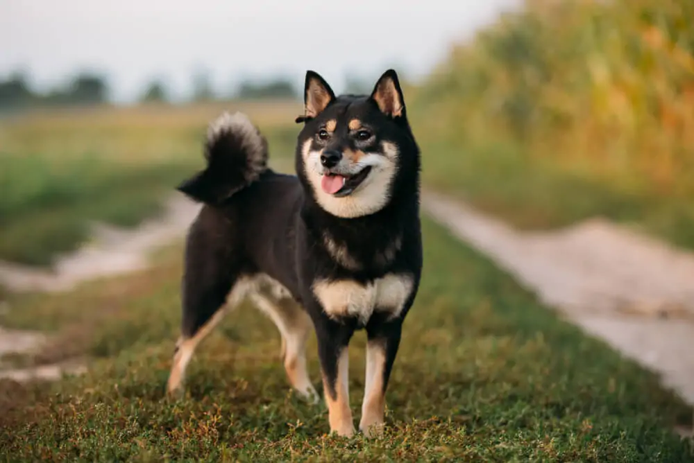 Best Dog Food For A <strong>Shiba Inu</strong>