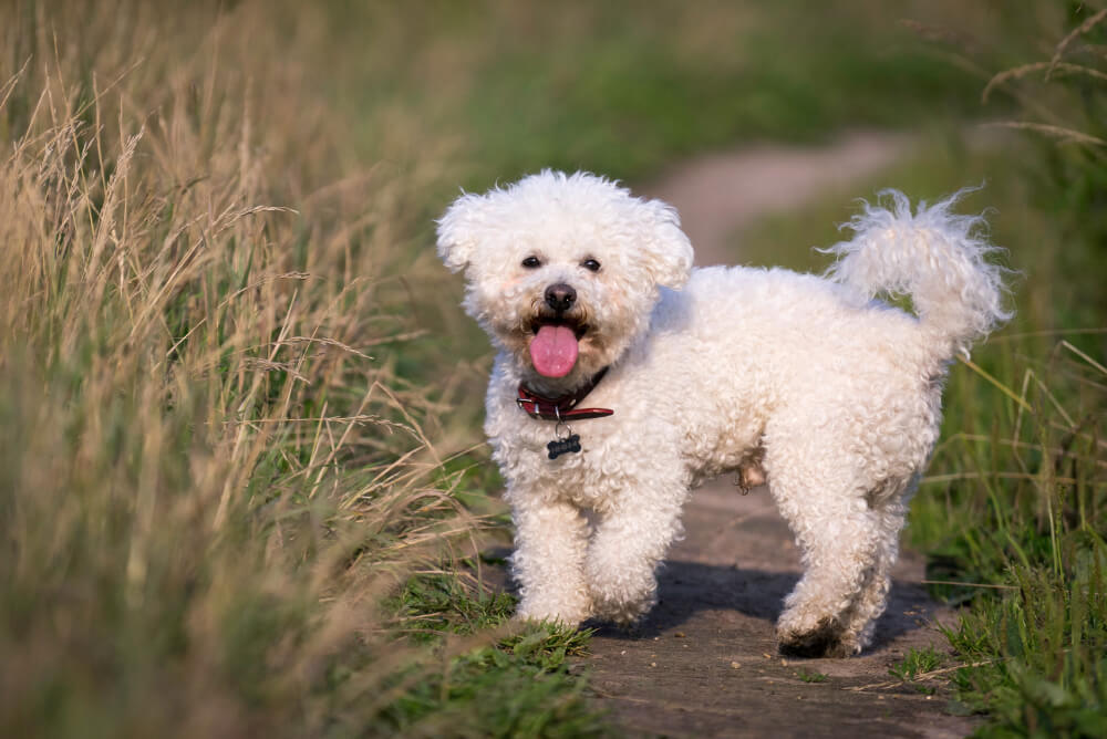 Best Dog Food for <strong>Bichon Frise</strong>