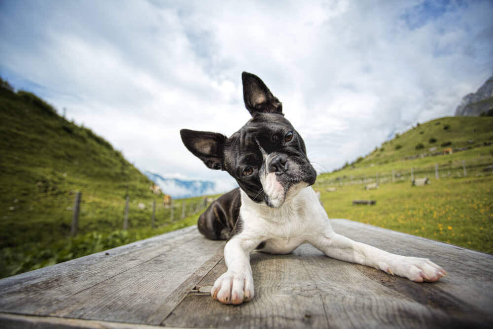 Best Dog Food for <strong>Boston Terriers</strong>