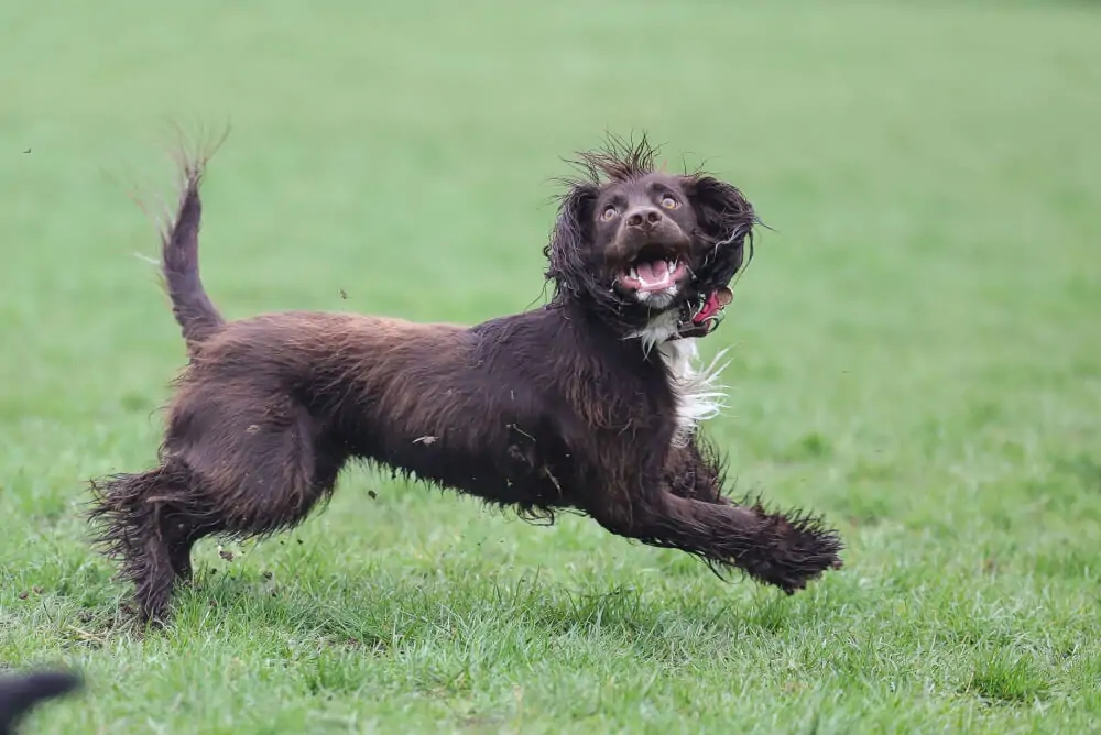 Best Dog Food for <strong>Boykin Spaniels</strong>