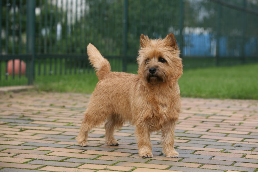 Best Dog Food for <strong>Cairn Terriers</strong>