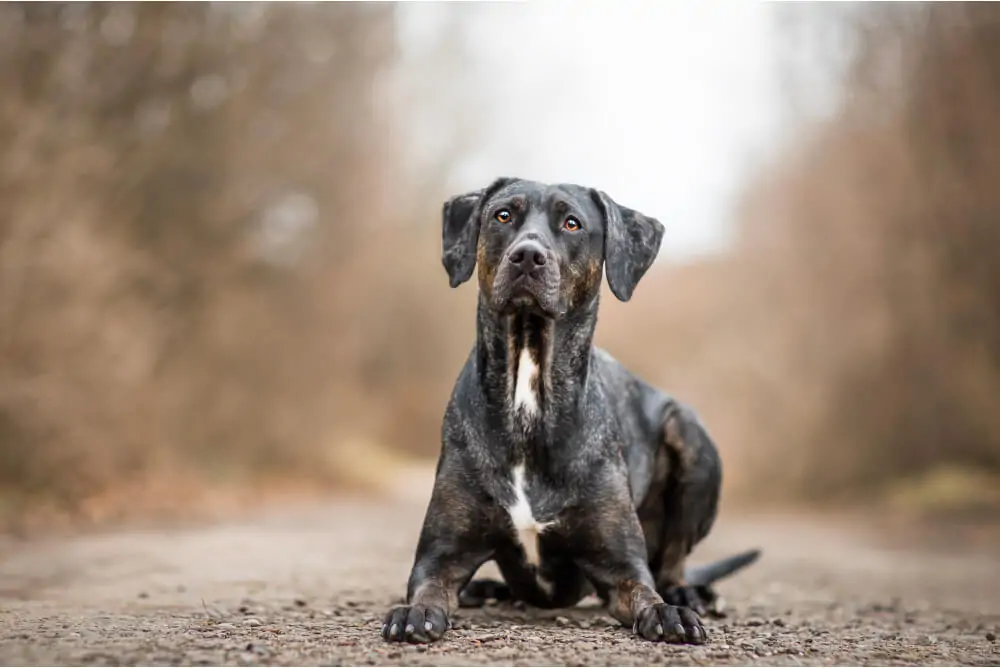 Best Dog Food for <strong>Catahoula Leopards</strong>