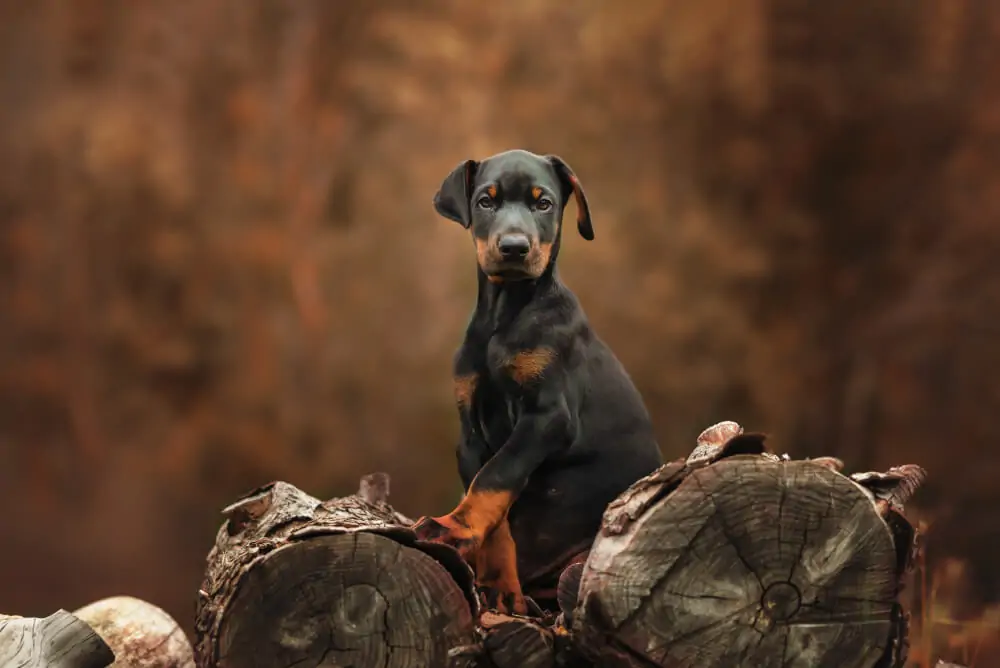 Best Dog Food for <strong>Doberman Pinschers</strong>