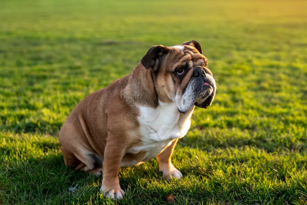Best Dog Food for <strong>English Bulldogs</strong>