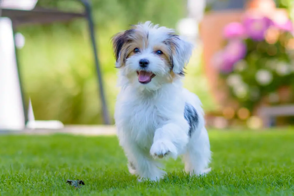 Best Dog Food for <strong>Maltese Dogs</strong>