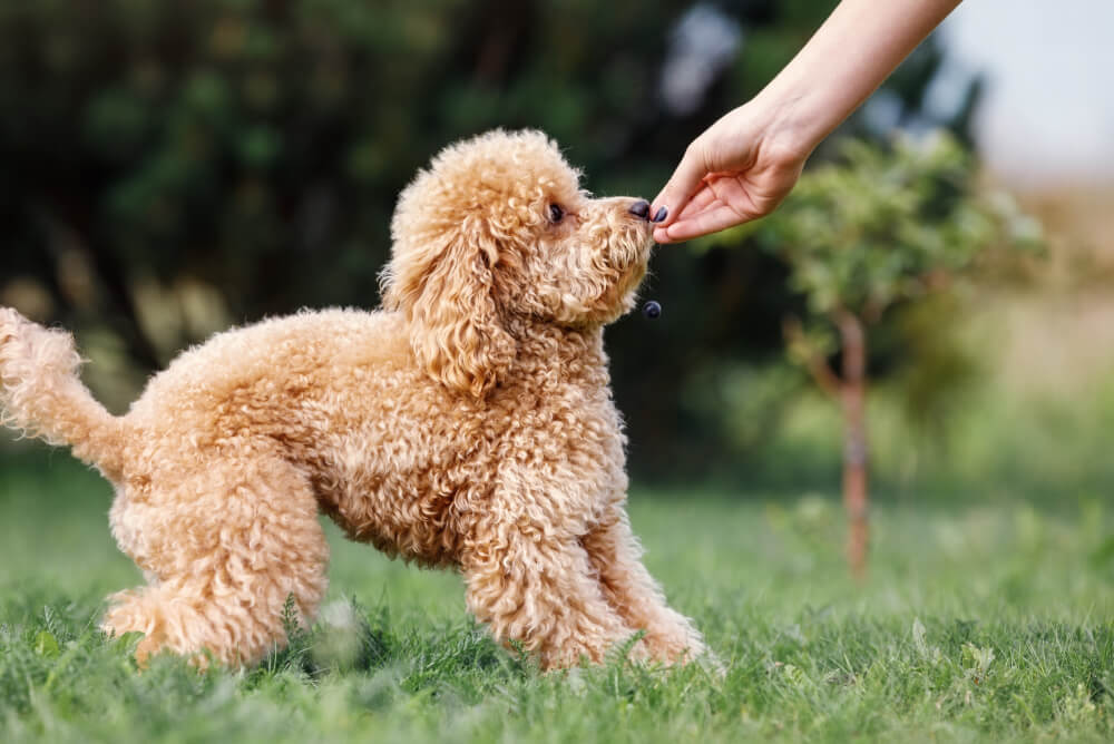 Best Dog Food for <strong>Poodles</strong>