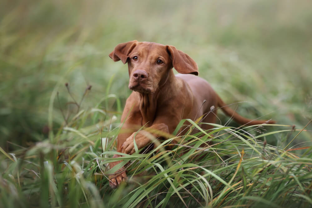 Best Dog Food for <strong>Vizslas</strong>