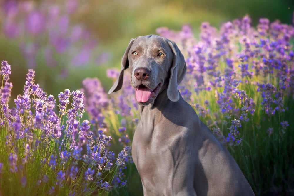Best Dog Food for <strong>Weimaraners</strong>