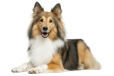 Relax… Your Dog Is Now Protected