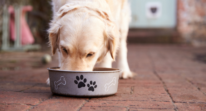 Dry Dog Food Reviews