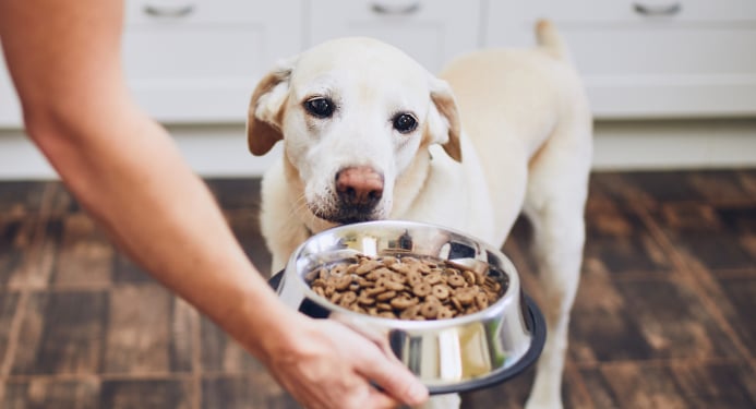 Best Dog Food for <strong>Specific Conditions</strong>