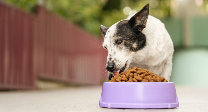 One Star Dry Dog Foods