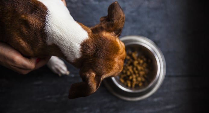 View All Dry Dog Foods