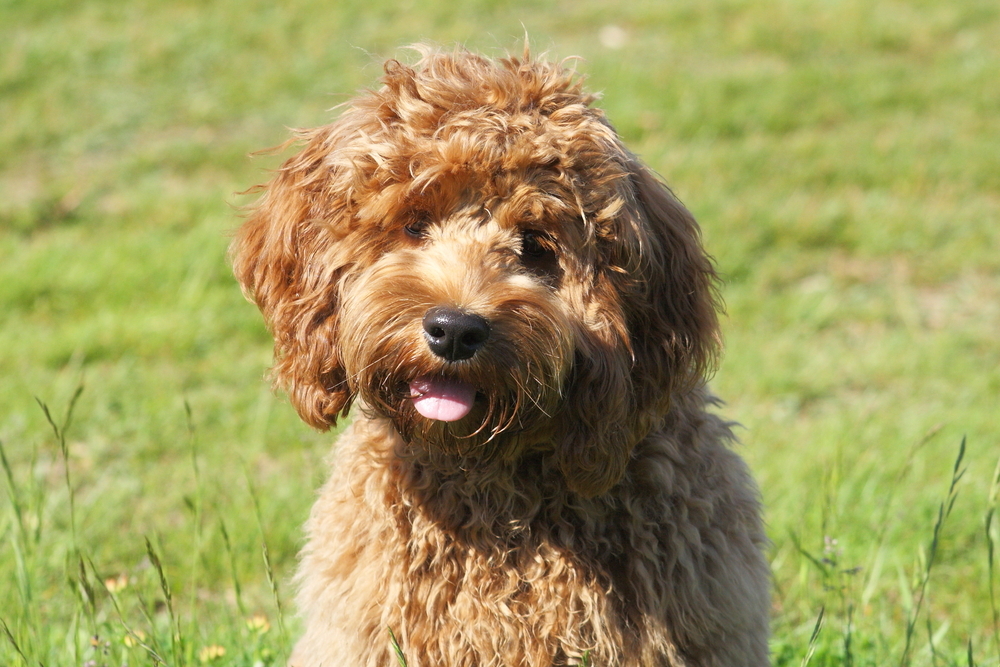 Best Food for <strong>Mixed Breed Dogs</strong>