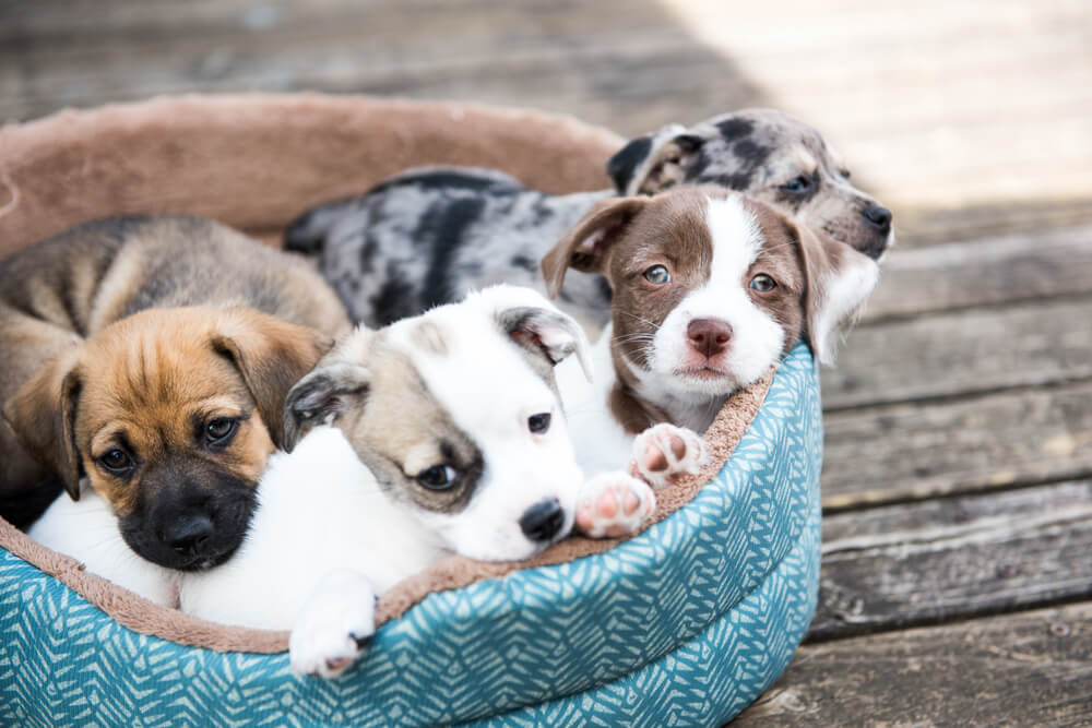 Best Food for <strong>Mixed Breed Puppies</strong>