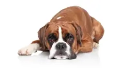 Can Dogs Get Salmonella?