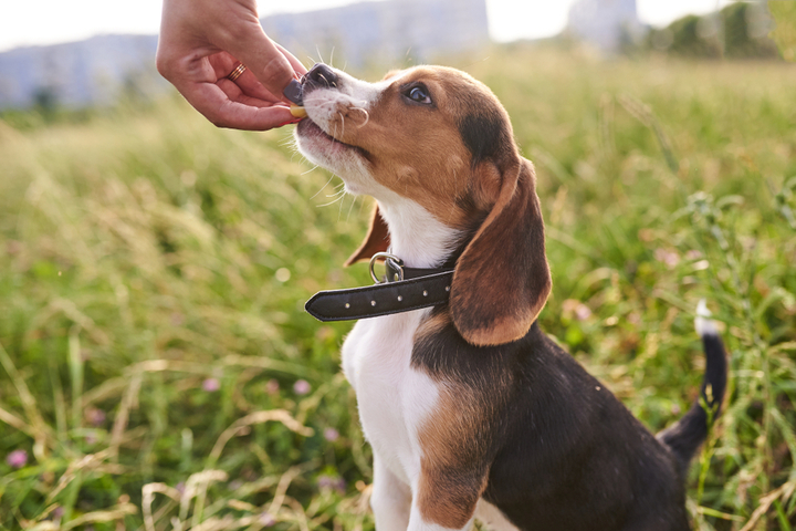 Best <strong>Puppy Treats</strong>