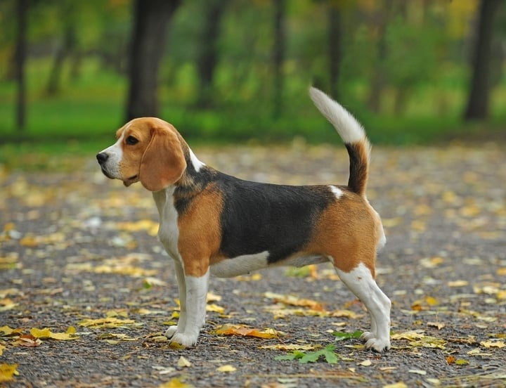 Best Dog Food for <strong>Beagles</strong>