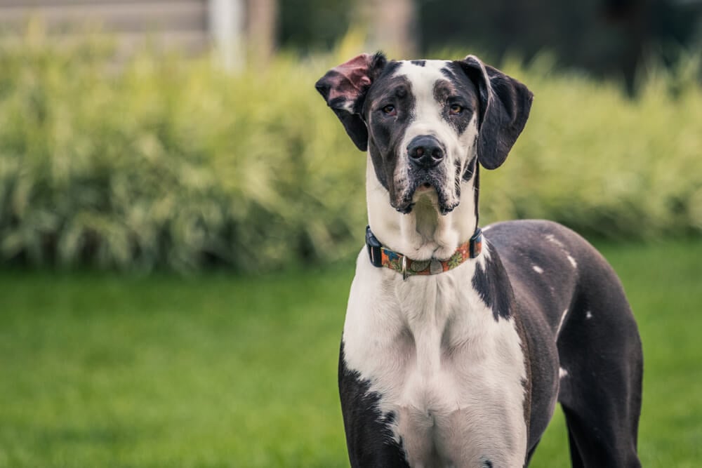 Best Dog Food for <strong>Great Danes</strong>