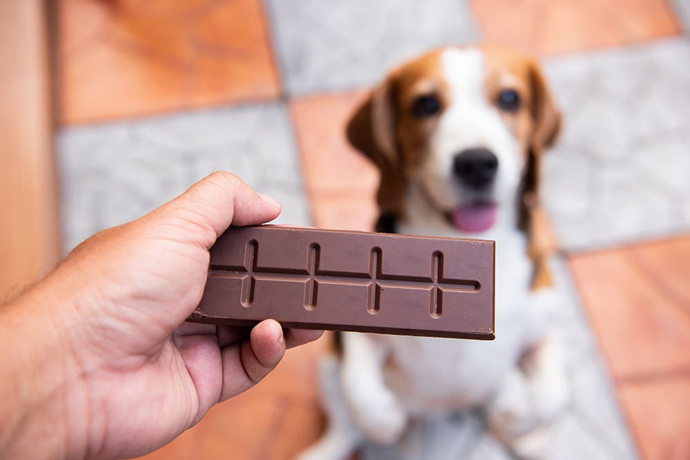 18 People Foods That Can Be Dangerous to Your Dog