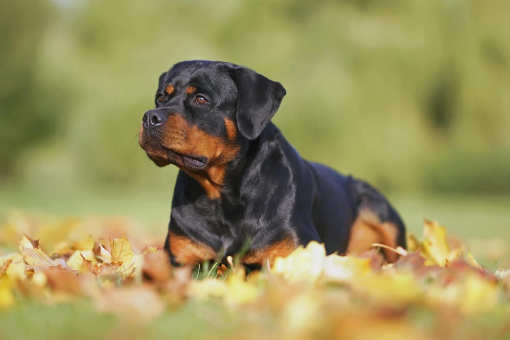 Best Dog Food for <strong>Rottweilers</strong>